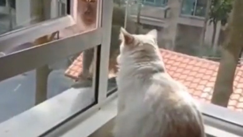 Meow vs. Monkey: Cat Kicks Monkey Out of Window in Hilarious Showdown!