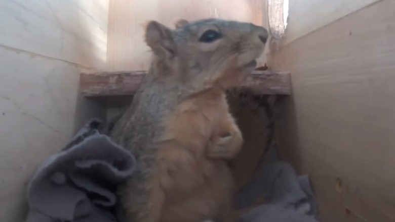 Mouse-turbating! Mouse's Hilariously Terrifying Dream Will Leave You Squeaking with Laughter