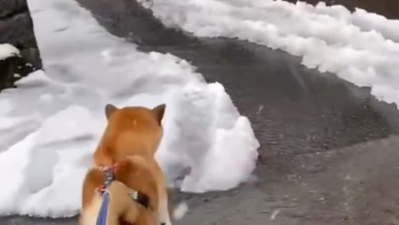 Pawsitively Dramatic: Watch This Dog's Hilarious Meltdown Over Melting Snow!
