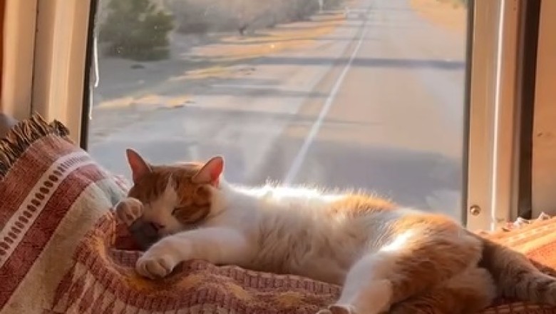 Purr-fectly Hilarious: Cat Goes on a Wild Ride in the Ultimate Fun Trip Adventure!