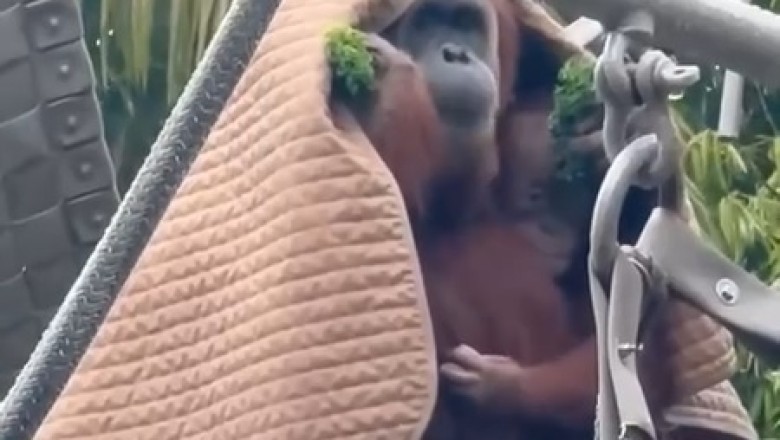 UnBEARably Cute! Gorilla Mom Goes Ape over Protecting Son from Rain