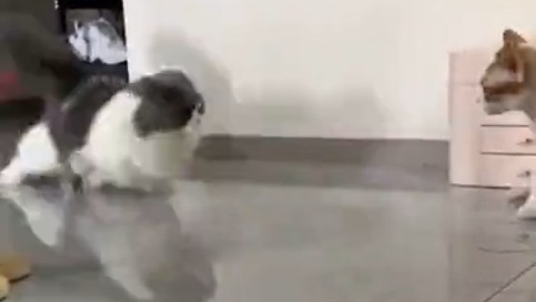 Cat-astrophe Alert: Hilarious Cat Goes AWOL for the Most Purr-sistible Reason!
