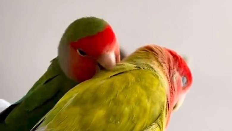 Feathered Friends: Hilarious Adventures of a Parrot and His Girlfriend Will Leave You Squawking with Laughter!