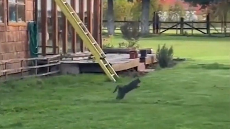 Laugh Out Loud: Unleashing the Comedy Genius of Our Furry Friends!