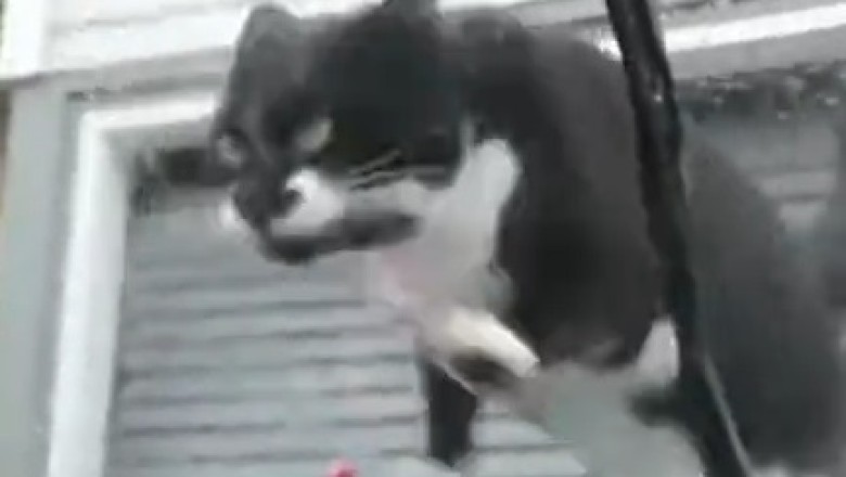 Pawsitively Hilarious: The Ultimate Compilation of Ridiculously Funny Pets!