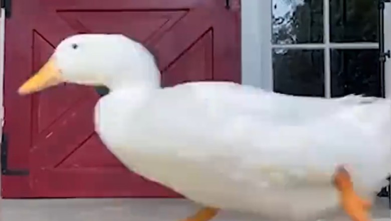 Pawsitively Hilarious: Watch these Funny Pets Steal the Show with their Antics and Pranks!