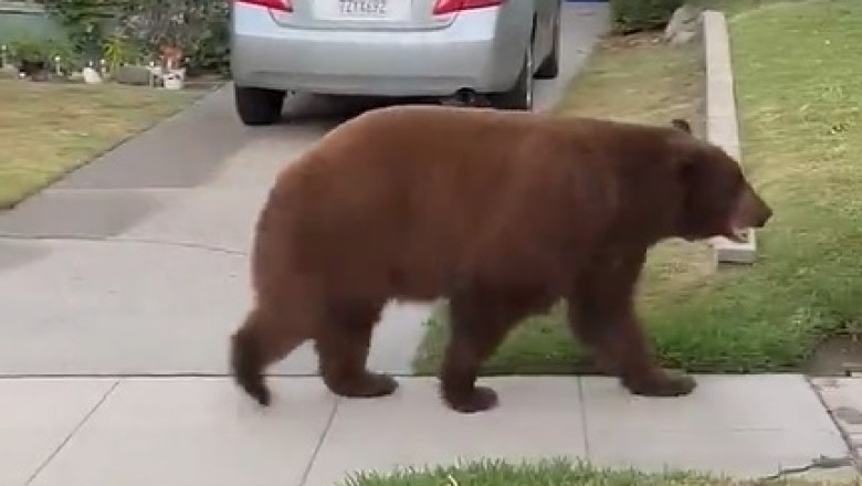 Unbearably Cute: Residents Shocked as Curious Bear Takes a Stroll Through Neighborhood!