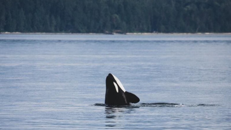 Unprecedented Encounter: Killer Whale Seeks Help from Researchers, What Happens Next Will Leave You Stunned!