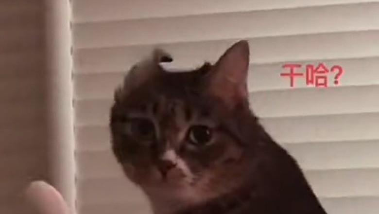 Cat-nap Chaos: Hilarious Video of Sleepy Cat Ignores Owner's Pleas with Perfect Feline Indifference!