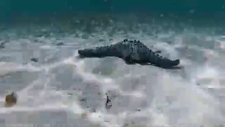 Dive into Laughter: Camera Catches Fish Frenzy at the Bottom of the Sea!