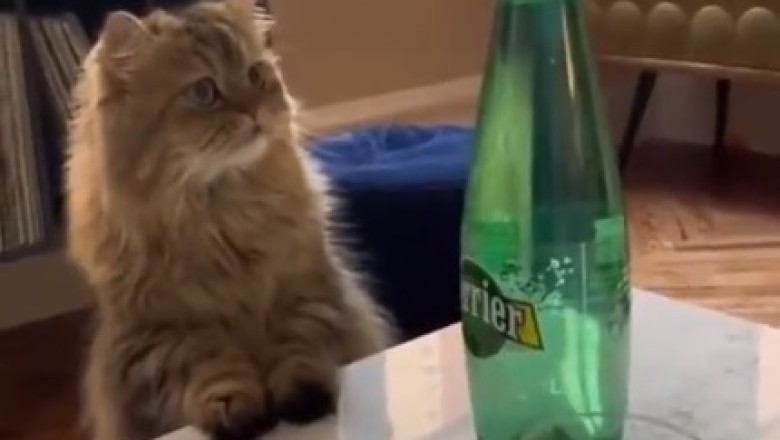 Feline Fizz Frenzy: Cat's Hilarious Encounter with Soda Bottle Goes Viral!
