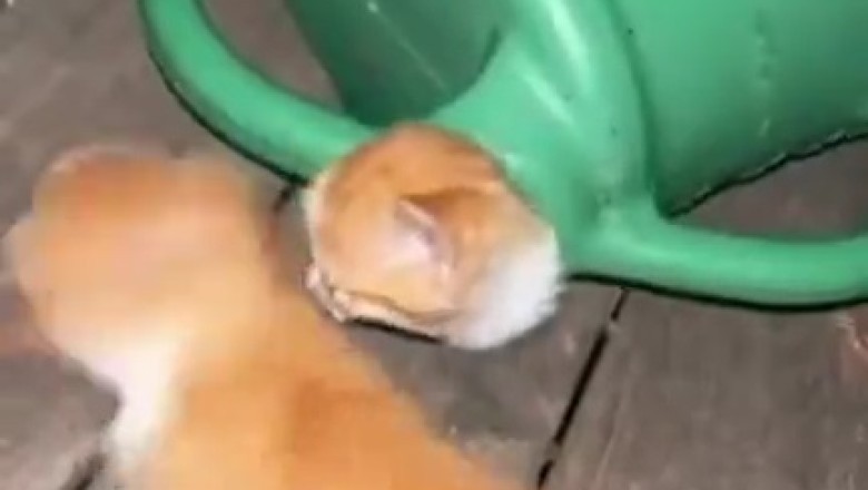 Hilarious Hide-and-Seek: Cat's Purrr-fect Camouflage Inside Flower Watering Can!