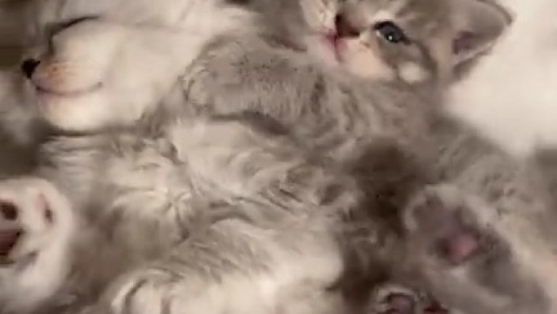Hilarious Hijinks of the Fabulous Feline: Watch This Gorgeous Kitten Steal the Show!