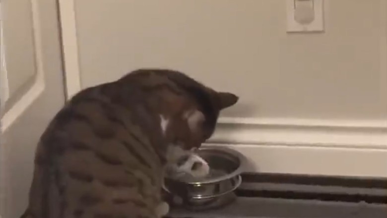 Hilarious Pet Fails: Prepare to Burst into Laughter with These Funny Pets!