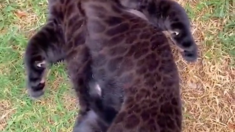 ROFL! Tiny Tiger Takes on the World in the Cutest Battle Ever!