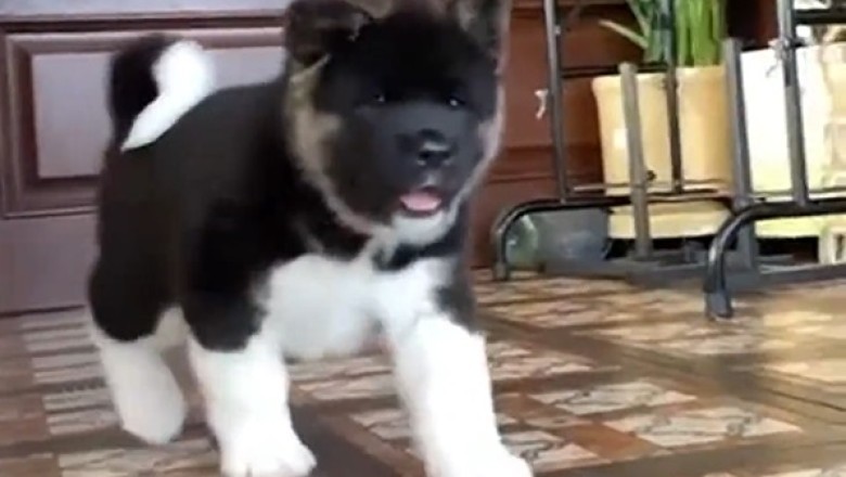 Ruff-initely Awesome: This Dog's Epic Antics Will Leave You Howling with Laughter!