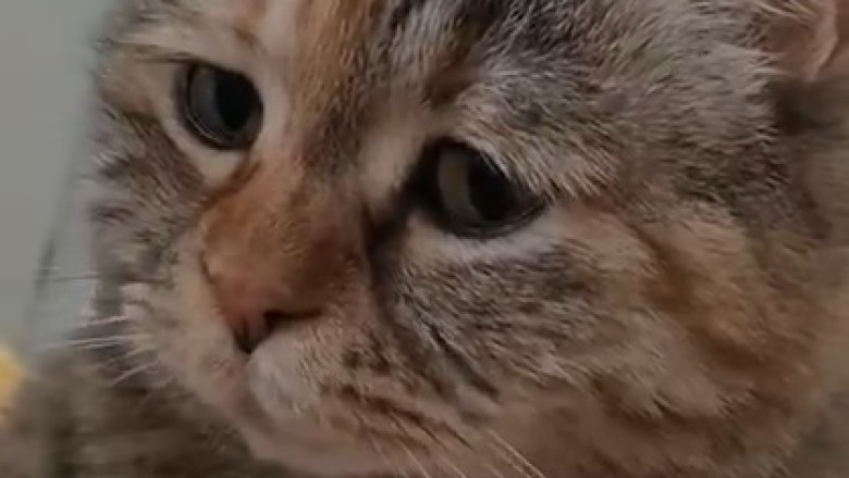 The Ultimate Cat Conundrum: Watch This Hilarious Kitty Want Something!