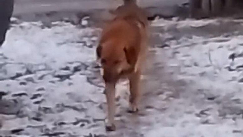Watch This Hilarious Video of a Passing Dog Stealing the Spotlight!
