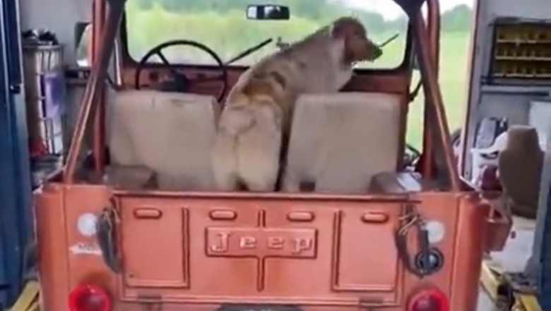 Wild Ride: Hilarious Video of Dog's Epic Jeep Jumping Adventure Will Leave You Howling with Laughter!
