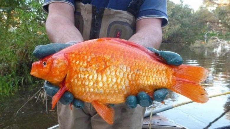 Invasive Giant Goldfish Pose Threat to Ecosystems and Native Species