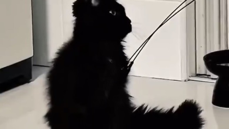 Adorable Black Kitten Goes Viral with Its Hilarious Antics!