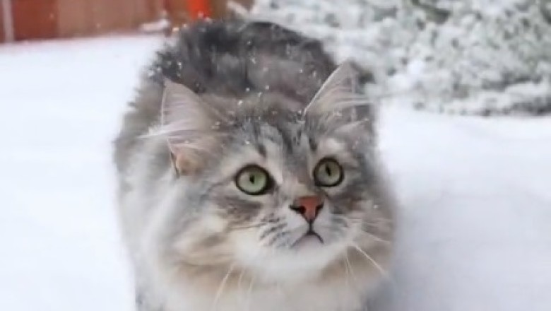 Hilarious Cat's Snow Day Shenanigans Will Melt Your Heart!