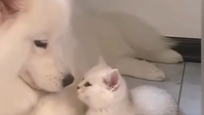Unlikely BFFs: Hilarious Duo of White Dog and White Cat Melt Hearts Everywhere!