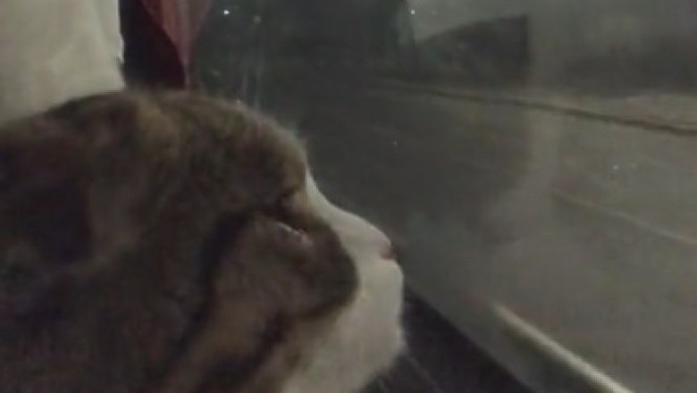 All Aboard the Meow-velous Express: Cat Takes Over Train Window on Hilarious Journey!