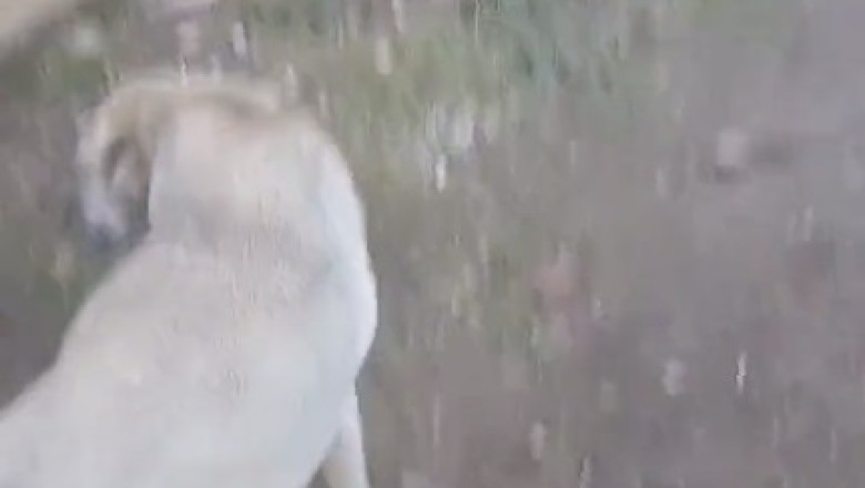 Good Boy with Manners: The Polite Pup that Steals Hearts!