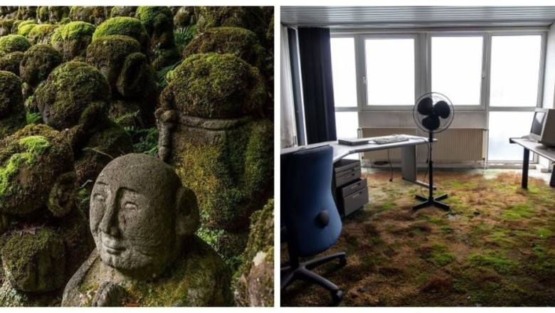 Nature's Takeover: 17 Surreal Scenes of Abandoned Places Reclaimed