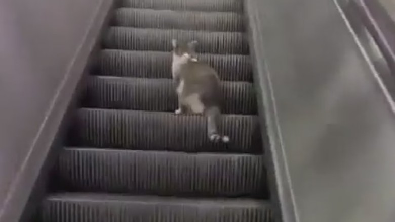 Paws and Escalation: Feline Friends Conquer the Moving Stairs!