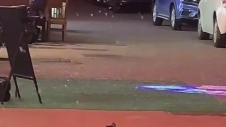 Pawsitively Purrrfect: Cat Goes Wild in Winter Wonderland and Frolics in the Snow!