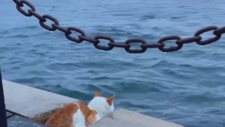 Zen Cat Chronicles: Serene Feline Finds Inner Peace on the Seashore!