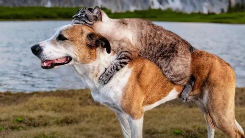 Veterinarian Stunned by Abandoned Dog's Unbelievable Act of Kindness!