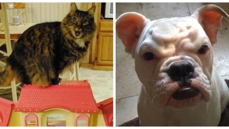 16 Adorable Pets Whose Expressive Faces Will Leave You Speechless
