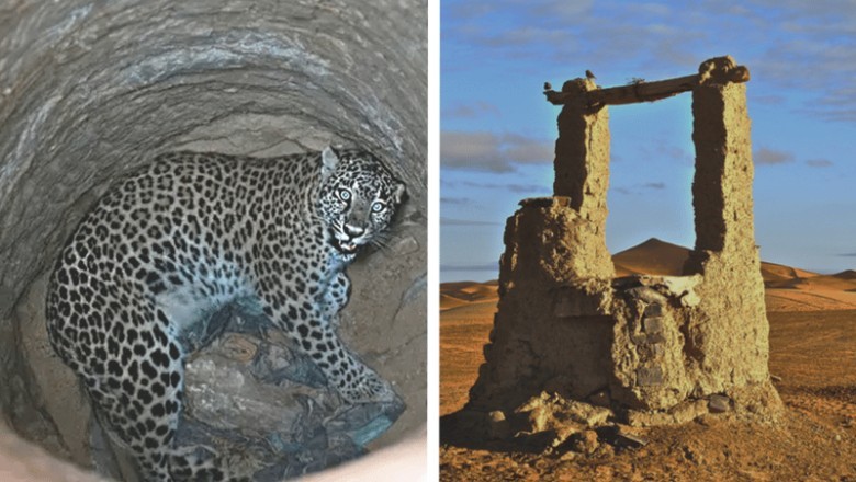Jaguar's Shocking Rejection Leaves Rescuers Stunned - The Unbelievable Reason Unveiled!