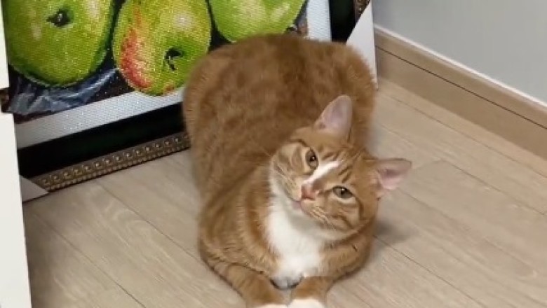 Meow or Never: Hilarious Cat Reveals its Purr-sona in Adorable Owner Q&A Session!