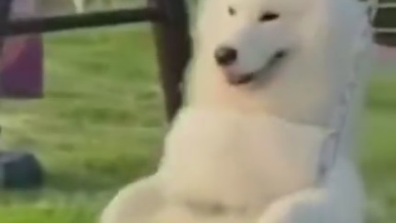 Pawsitively Hilarious: Clumsy Pet Bloopers That Will Leave You Howling with Laughter!