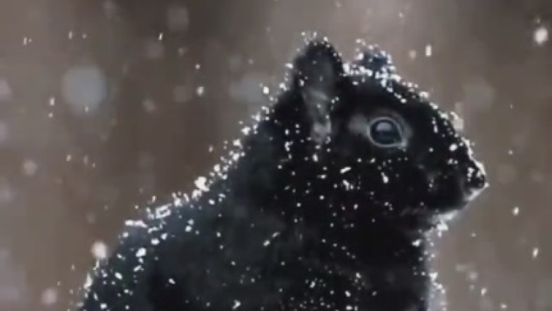 Snow Day Shenanigans: Sassy Squirrel's Winter Wonderland Adventure!