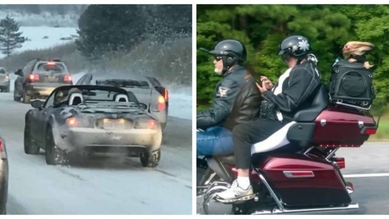 20 Unbelievable Road Encounters That Will Leave You Speechless!