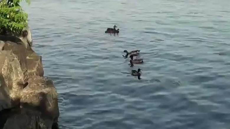 Feathered Showdown: Seagull vs Ducklings, Who Will Win?
