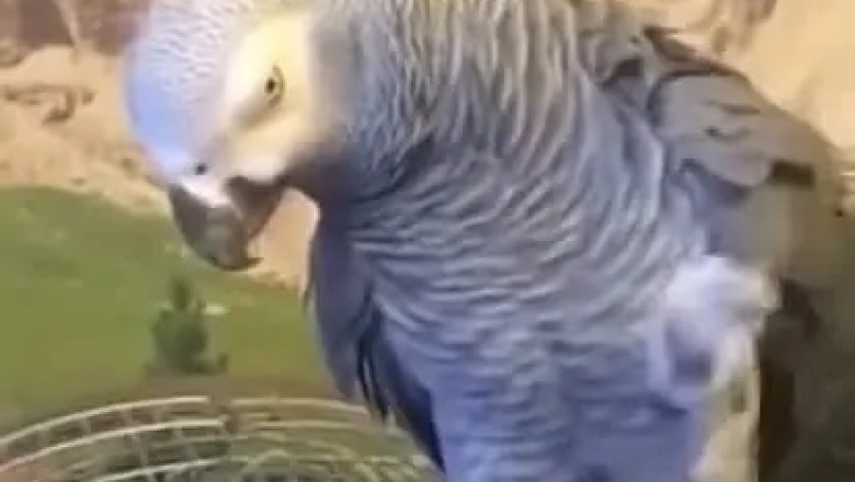 Hilarious Parrot Keeps a Secret - What's the Juicy Gossip in the Bird World?