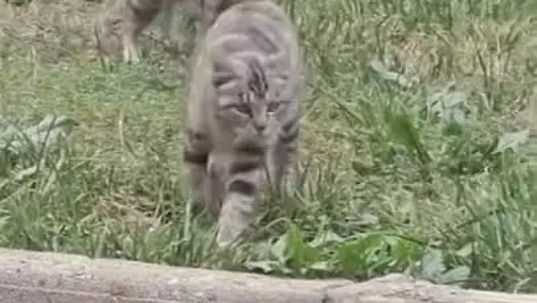 Purr-fectly Hilarious: This Cat Compilation Will Have You in Stitches!