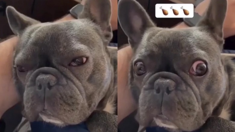 The Heartwarming Reaction of a Bulldog to the Word "Chicken" Takes Social Media by Storm