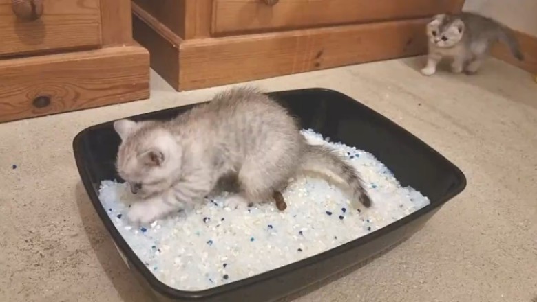 Adorable Kitten: A Bundle of Cuteness!