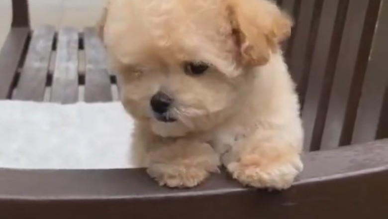 Canine Comprehension: Hilarious Video of a Dog's Deep Understanding Leaves Everyone Barking with Laughter!