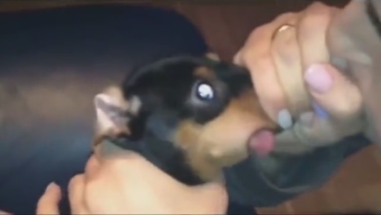 Hilarious Doggy Dental Hygiene Routine: Watch This Dog Owner Blow into His Pup's Mouth!