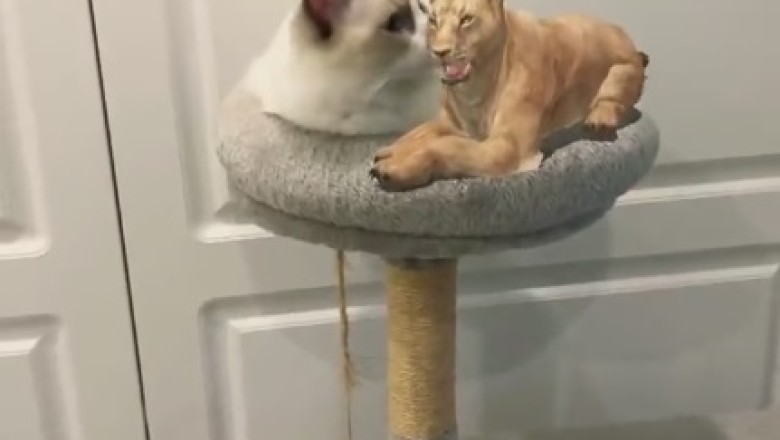 Mind-Blown Cat Plays Lioness?! Watch the Ultimate Identity Crisis Unfold in this Hilarious Video!