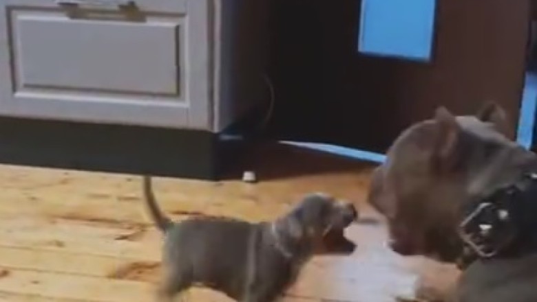 Pawsitively Hilarious: Tiny Pup Learns the Ropes From His Dad in Side-Splitting Training Session!