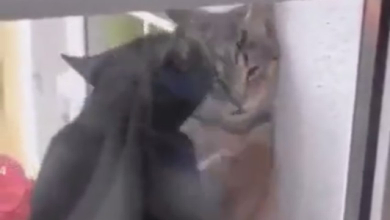 Purr-fectly Human: Hilarious Cats Mimic Relationship Dynamics in the Funniest Way!